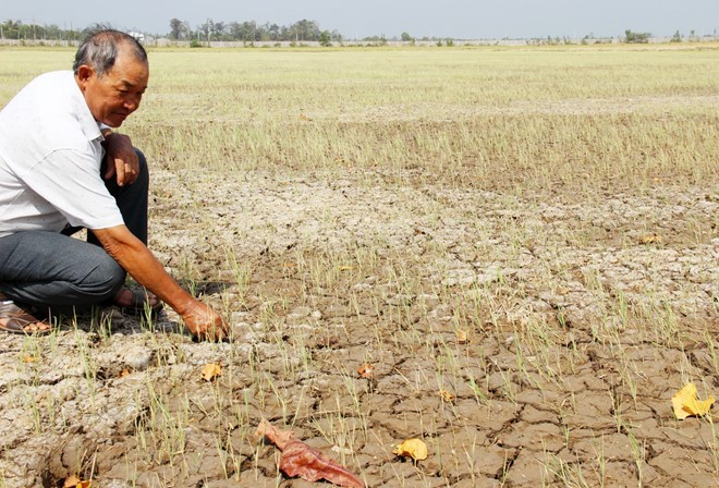 Một cánh đồng nứt toác đất mặt ruộng ở huyện Long Phú, Sóc Trăng.. Ảnh: Zing