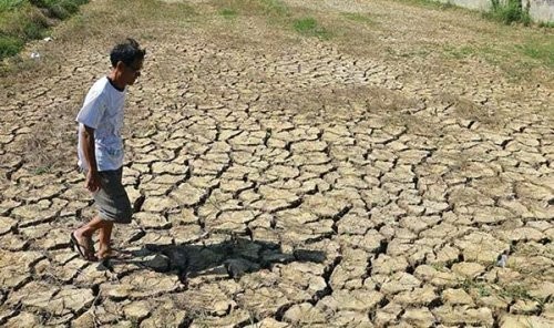 Hạn hán, ngập mặn đang ảnh hưởng tới nông nghiệp Việt Nam.