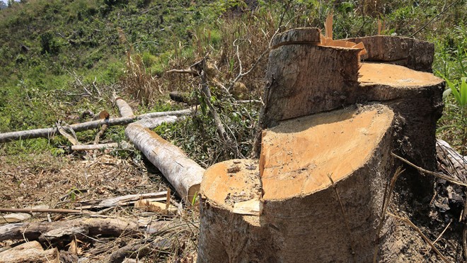 Nhiều cây có đường kính lớn bị cưa hạ.