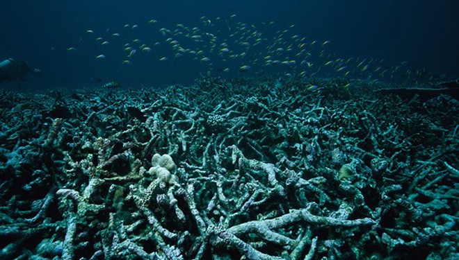 Trung Quốc đã phá hủy nhiều rạn san hô, làm đảo lộn hệ sinh thái nhiều khu vực thuộc biển Đông. Ảnh: Getty