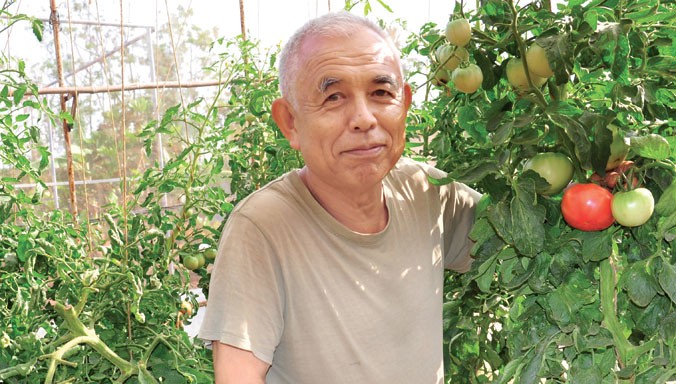 Ông Motoosa Katayama giới thiệu cà chua ngọt giống mới. Ảnh: Hoàng Thiên Nga