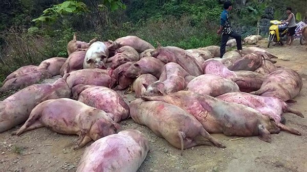 Hàng chục xác lợn chết bị đổ trộm trên địa bàn xã Khánh Xuân, Bảo Lạc, Cao Bằng. Ảnh: Lao Động.