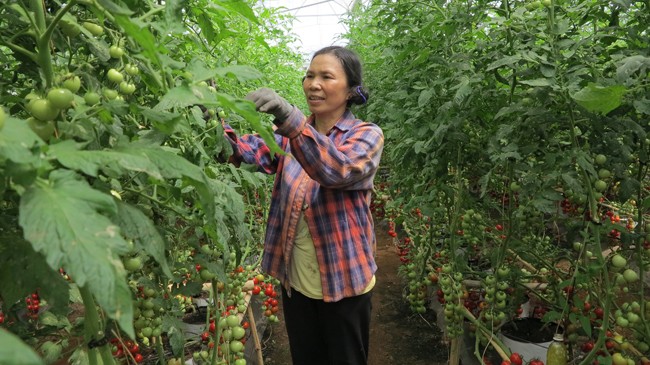 Hộ gia đình bà Lê Công Thôn (thị trấn Liên Nghĩa, huyện Đức Trọng, tỉnh Lâm Đồng) ứng dụng công nghệ tưới của Ireland trong sản xuất cà chua đạt hiệu quả cao. Ảnh: Thiên Phương
