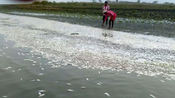 Hồi tháng 4/2016, cá chết trắng bờ biển khu vực Magdalena (Colombia) Ảnh: News