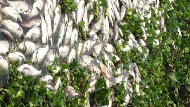 Cá chết trắng ao tại thị trấn Phùng.
