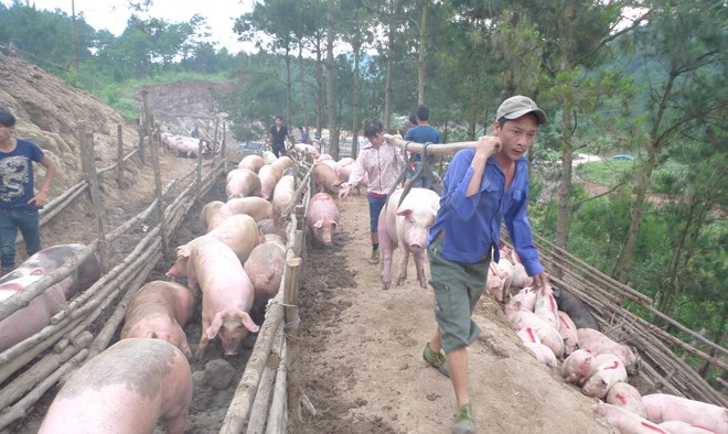 Xuất bán lợn qua biên giới tại Lạng Sơn. Ảnh: Duy Chiến