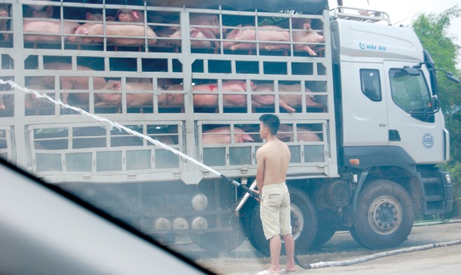Vô tư xả nước tắm lợn trên địa bàn xã Vân Thủy, huyện Chi Lăng. Ảnh: Duy Chiến
