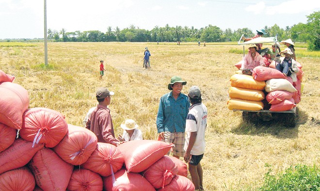 DN kinh doanh gạo lo lắng khi Thái Lan bán gạo số lượng lớn. Ảnh: Nam Phương