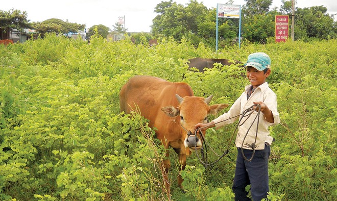 Rah Mah Tih đang dắt bò ngoài bãi chăn đồng thời trông các em.