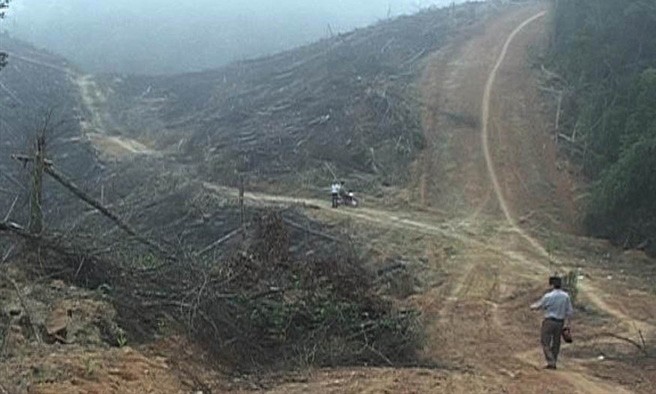 Kết quả của đoàn kiểm tra cho thấy, diện tích rừng bị phá ở xã miền núi Vĩnh Hà nằm ở khoảnh 11, tiểu khu 558, người dân phát, đốt trồng lại cây keo với diện tích hơn 5 ha. Ảnh: Quangtriplus