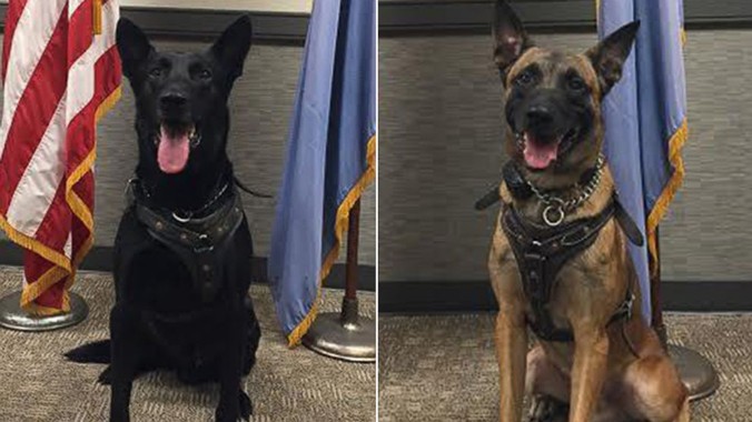 Hai chú chó Jordan (trái) và Hurricane (phải) thuộc biệt đội K-9 của Sở Mật vụ Mỹ. Ảnh: ABC News