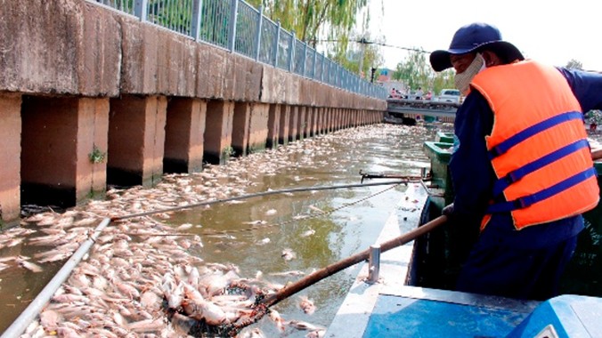 Cá chết nổi dày đặc trên kênh Nhiêu Lộc - Thị Nghè.