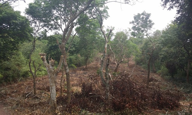 Khu vực rừng lim đặc dụng tại Rú Chùa (thuộc xóm 3, xã Lăng Thành, huyện Yên Thành, Nghệ An) bị chặt, phá xơ xác.