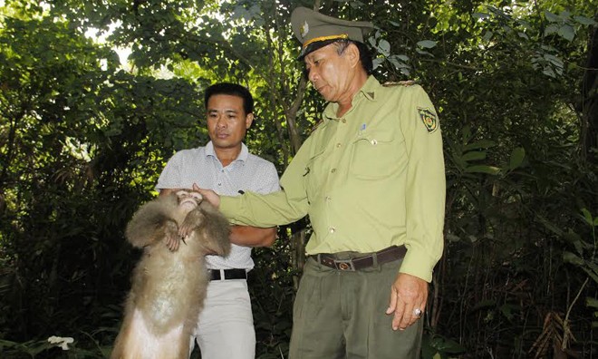 Lực lượng kiểm lâm liên quận Sơn Trà - Ngũ Hành Sơn (Đà Nẵng) cùng người dân mang chú khỉ đuôi lợn suýt bị làm mồi nhậu thả về rừng. Ảnh: Thanh Trần