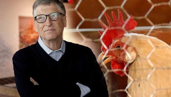 Bill Gates tặng gà cho dân nghèo châu Phi