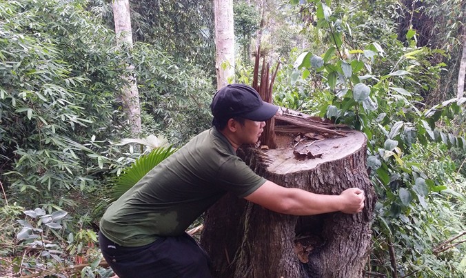 Những cây gỗ lớn bị chặt hạ tại khu vực Huồi Pá Hạ, Khe Oi thuộc khu vực vùng lõi Khu Bảo tồn Quốc gia Pù Huống.