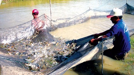 Theo các chuyên gia, việc cấp khống hơn 800 sản phẩm trong lĩnh thủy sản sẽ tác động xấu tới ngành thủy sản. Ảnh: Bình Phương.