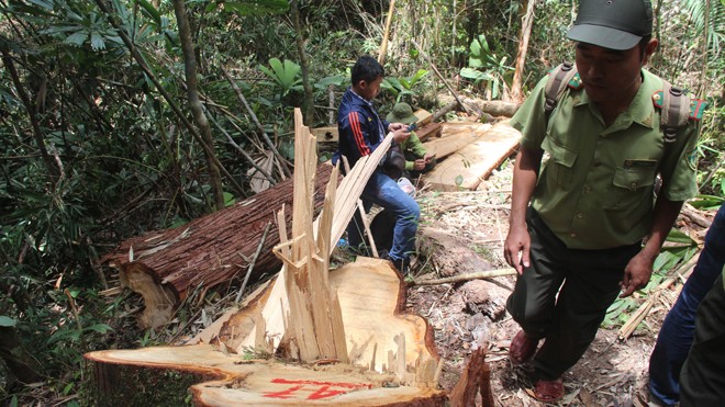 Rừng pơmu biên giới Quảng Nam - Lào bị phá.