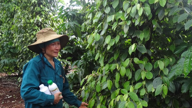 Vợ ông Nguyễn Sỹ Tuệ bên vườn tiêu rụng trái non.