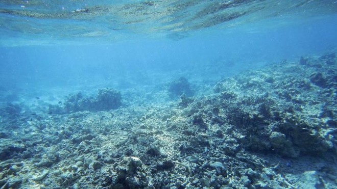 Tòa Trọng tài ngày 12/7 phán quyết rằng, Trung Quốc đã gây ra những tác hại không thể sửa chữa được với môi trường biển. Trong ảnh: San hô biển Đông chết hàng loạt. Ảnh: National Geographic