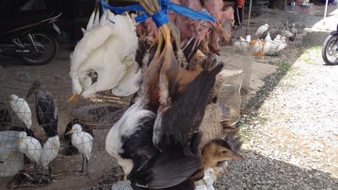 Các loại chim hoang dã được công khai bày bán tại chợ thị trấn Thạnh Hóa (Long An).