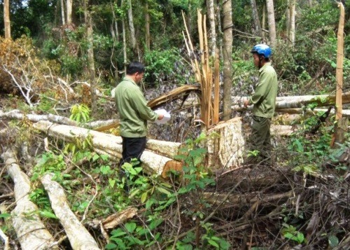 Gần 4ha rừng của Công ty TNHH MTV Lâm nghiệp Đức Hòa vừa bị chặt phá. Ảnh: Dân Trí