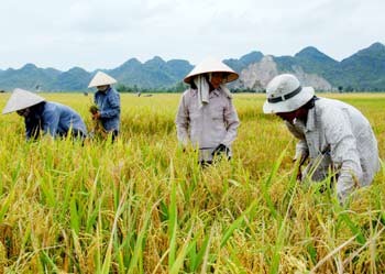 Việt Nam cử người sang Venezuela giúp trồng lúa