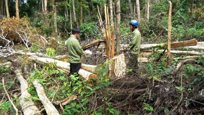 Cây rừng tự nhiên tại lâm phần Công ty lâm nghiệp Đức Hòa bị chặt phá làm nương rẫy.