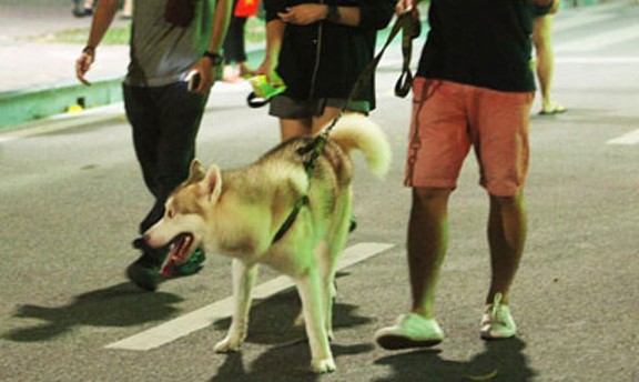 Những chú chó không được rọ mõm sẽ bị cấm vào khu vực phố đi bộ quanh Hồ Gươm