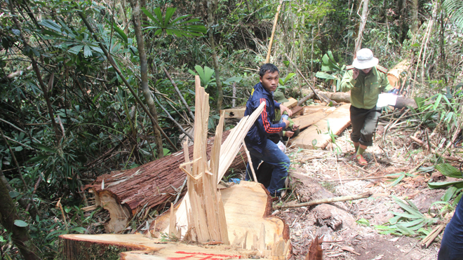Hiện trường vụ phá rừng Pơ mu ở biên giới Quảng Nam