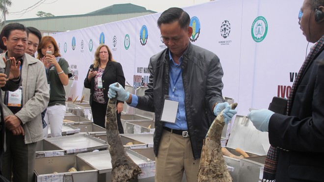 Việt Nam được đánh giá cao trong việc tổ chức tiêu hủy hơn 2 tấn ngà voi và hơn 70 kg sừng tê giác cuối tuần qua. Ảnh: Nam Khánh