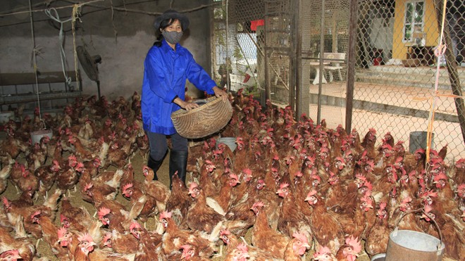 Bà Nguyễn Thị Trinh, một trong những điển hình trong nuôi gà đẻ trứng