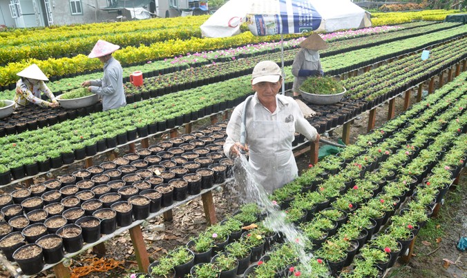 Lão nông Lê Thành Chiến chăm sóc vườn hoa mười giờ phục vụ Tết. Ảnh: Việt Văn
