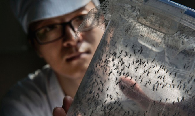 Bên trong nhà máy sản xuất muỗi ở Quảng Châu.