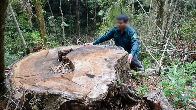Hàng chục cây du sam có đường kính từ 1,8 đến 2 m đã bị đốn hạ tại tiểu khu 1133 thuộc Khu bảo tồn thiên nhiên Nam Nung (tỉnh Đắk Nông). Ảnh: P.V