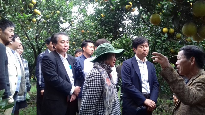 Nhật Bản sang thăm mô hình làm cam sạch tại Cty CP Trang trại Nông sản Phủ Quỳ (Quỳ Hợp, Nghệ An)
