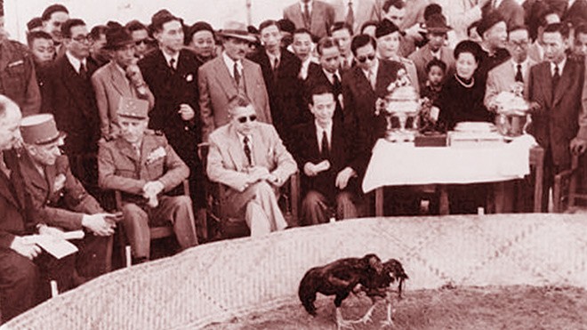 Quan chức Pháp và người Việt xem đá gà tranh giải thưởng. Ảnh chụp năm 1951