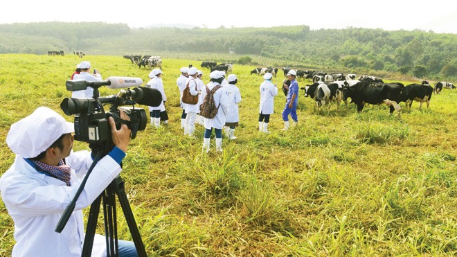 Ðoàn nhà báo đi xem đàn bò organic trên đồng cỏ. Ảnh: HTN
