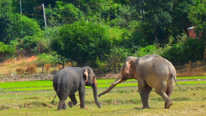 Chàng voi Y Mâm bắt đầu tỏ tình với nàng voi Pắk Nang.