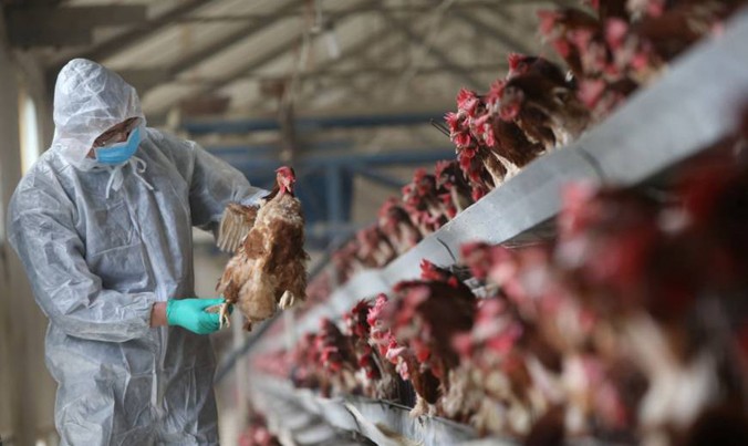 Cán bộ kiểm dịch kiểm tra gà tại một trại gà ở thành phố Tương Dương, Trung Quốc hôm 3/2. Ảnh: Getty Images