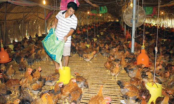 Người nuôi gà ở Đồng Nai đang bị lỗ nặng vì gà giảm giá và bán không được.