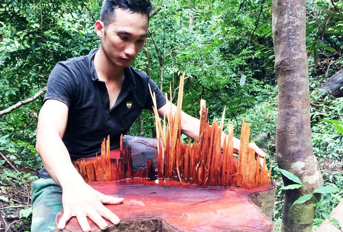 Cây cổ thụ tại cánh rừng dọc suối Giao, thôn Đắk Tu bị lâm tặc tàn phá.