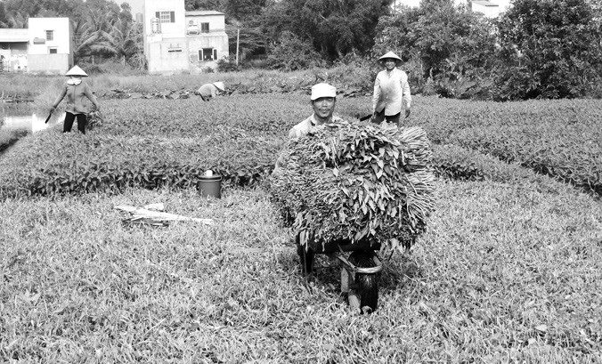 Nông dân trồng rau muống nước VietGap phấn khởi vì đầu ra ổn định.