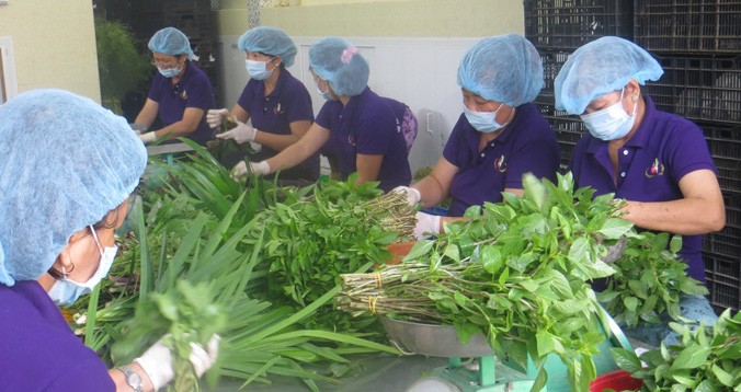 Sơ chế rau VietGap tại HTX Phước Thịnh (Long An).