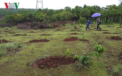 Một diện tích đất lâm nghiệp trong lâm phần Ban quản rừng phòng hộ Bắc Biển Hồ bị lấn chiếm.