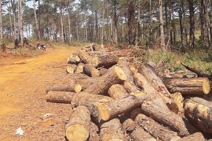 Hàng trăm cây thông rừng cộng đồng bon Bu Koh bị chặt hạ. Ảnh: Lữ Hồ.
