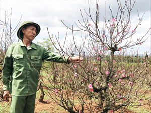 Đào Nhật Tân nở hoa trên cao nguyên đúng dịp Tết.