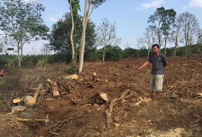 Ông Chung chỉ nơi gốc cây đa được khai thác ở Đắk Lắk.