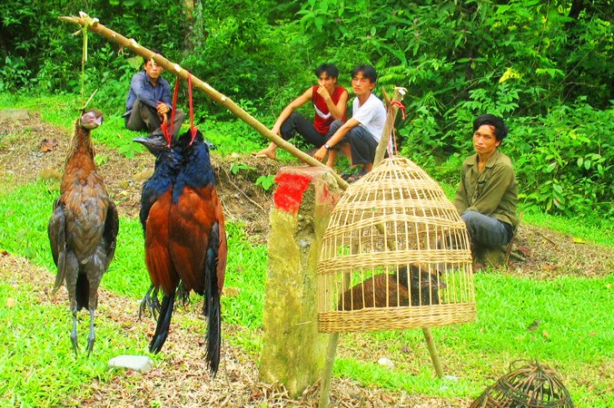 Chim rừng bị bắn rồi treo cổ bán bên đường quốc lộ qua tỉnh Lai Châu.