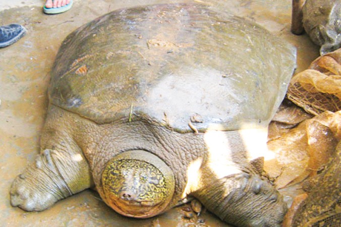 Cá thể rùa Hoàn Kiếm ở hồ Đồng Mô được cứu hộ năm 2008. Ảnh: ATP.